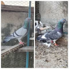 Pigeon / Kabootar