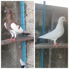 Pigeon / Kabootar