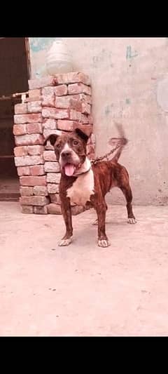 American Bully female