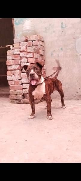 American Bully female 0