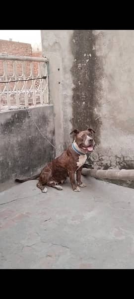 American Bully female 1