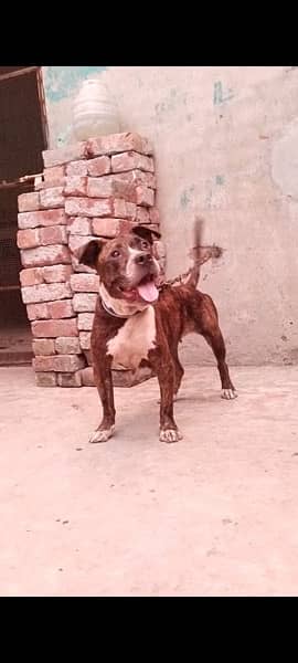 American Bully female 2