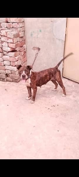 American Bully female 4