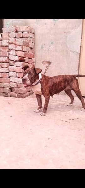 American Bully female 6