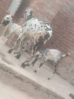 2 bachoin wali Bakri urgent for sale 1 male 1 female Hai 1kilo doodh b