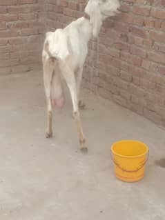 doodh wali gabban Bakri for sale