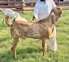 Makhi Cheena/ Breeder bakra/Healthy Goats/Bakra For Sale/Goat