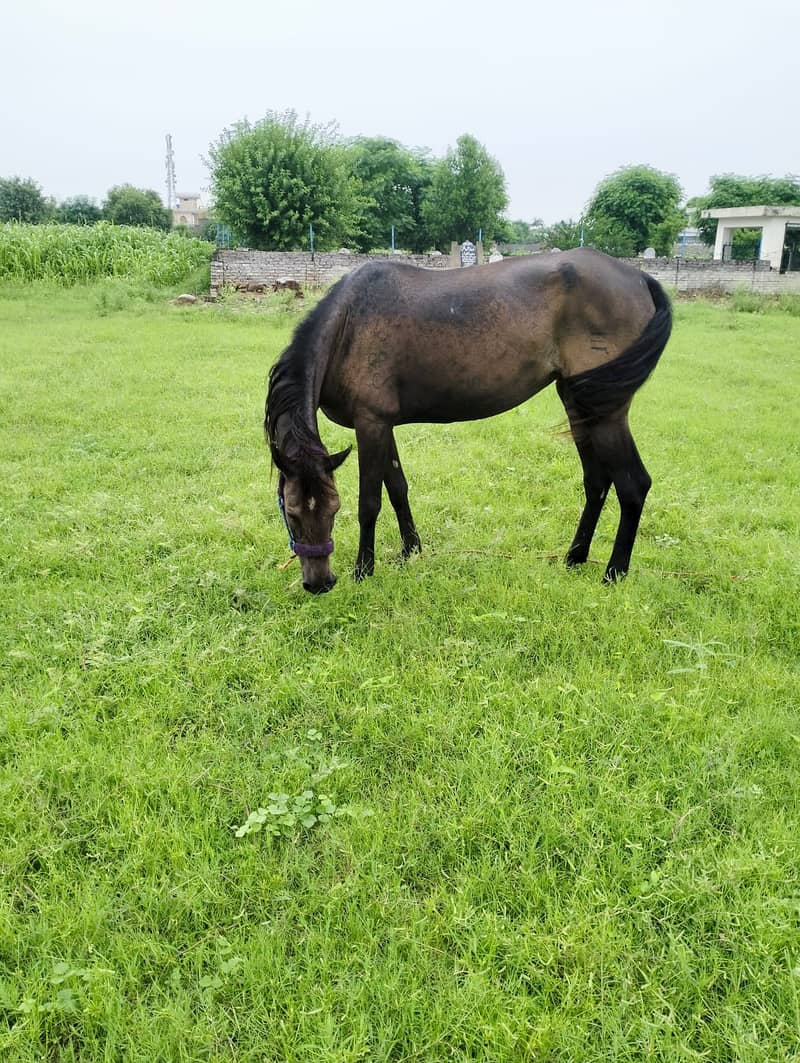 Dasi nukra ghora /dasi mushki ghori / white horse / mushki horse 6