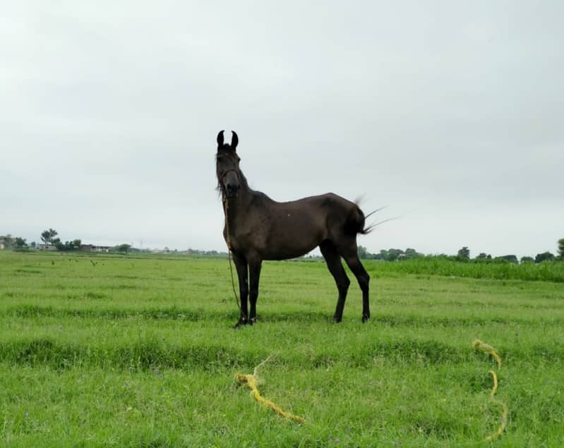 Dasi nukra ghora /dasi mushki ghori / white horse / mushki horse 5