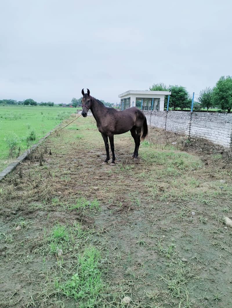 Dasi nukra ghora /dasi mushki ghori / white horse / mushki horse 7