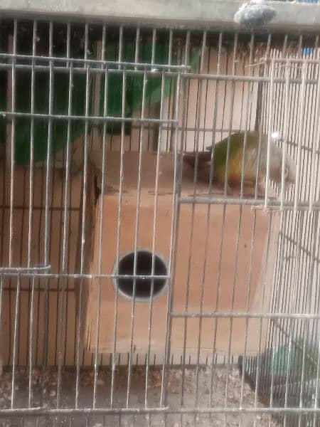 pineapple conure 5