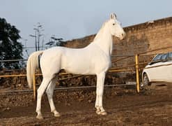 Dasi nukra ghora /dasi mushki ghori / white horse / mushki horse 0