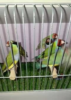 Blue Split Gouldian Pairs