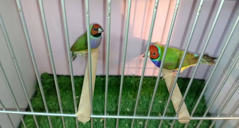 Blue n Blue Split Gouldian Pairs n Chicks 12