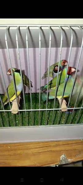 Blue n Blue Split Gouldian Pairs n Chicks 16