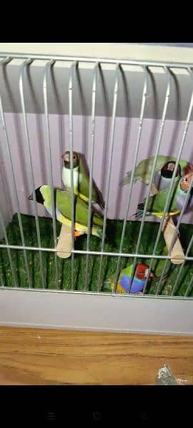 Blue n Blue Split Gouldian Pairs n Chicks 13