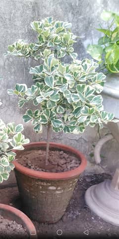 Triangular ficus heart shape