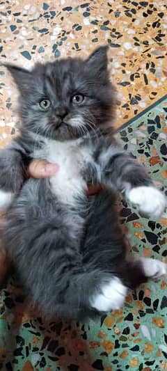 pure persian semi punch face kitten for sell