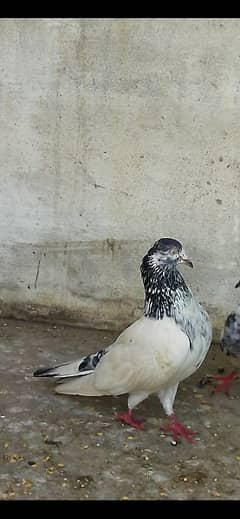 top quality faqeergull pair available