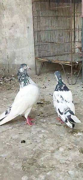 top quality faqeergull pair available 6