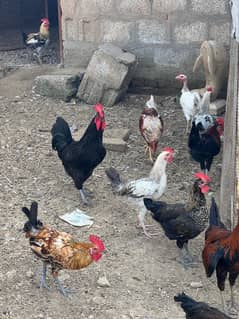 Golden Misri/Australorp Roosters/Desi chiks/murgian/chicks For Sale