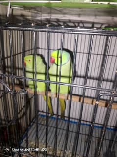 ring neck pair for sale with cage and kekkar box