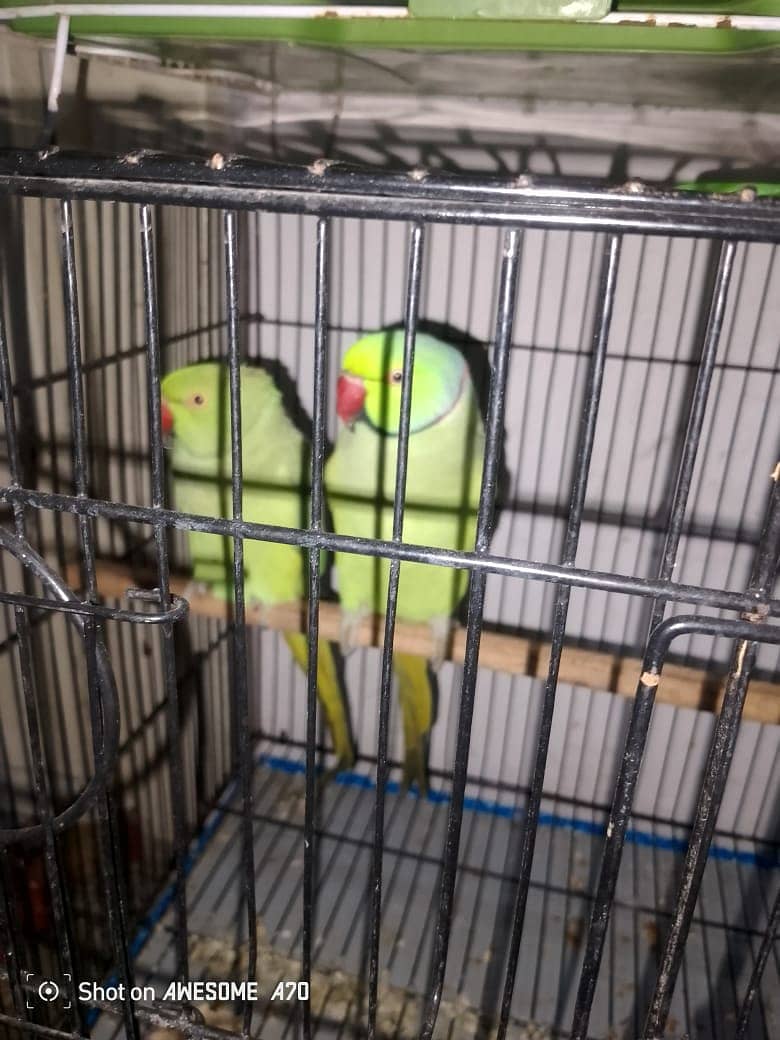 ring neck pair for sale with cage and kekkar box 0