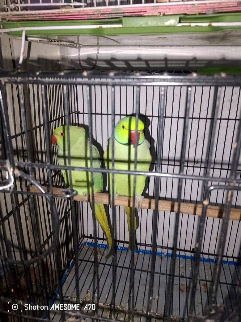 ring neck pair for sale with cage and kekkar box 1