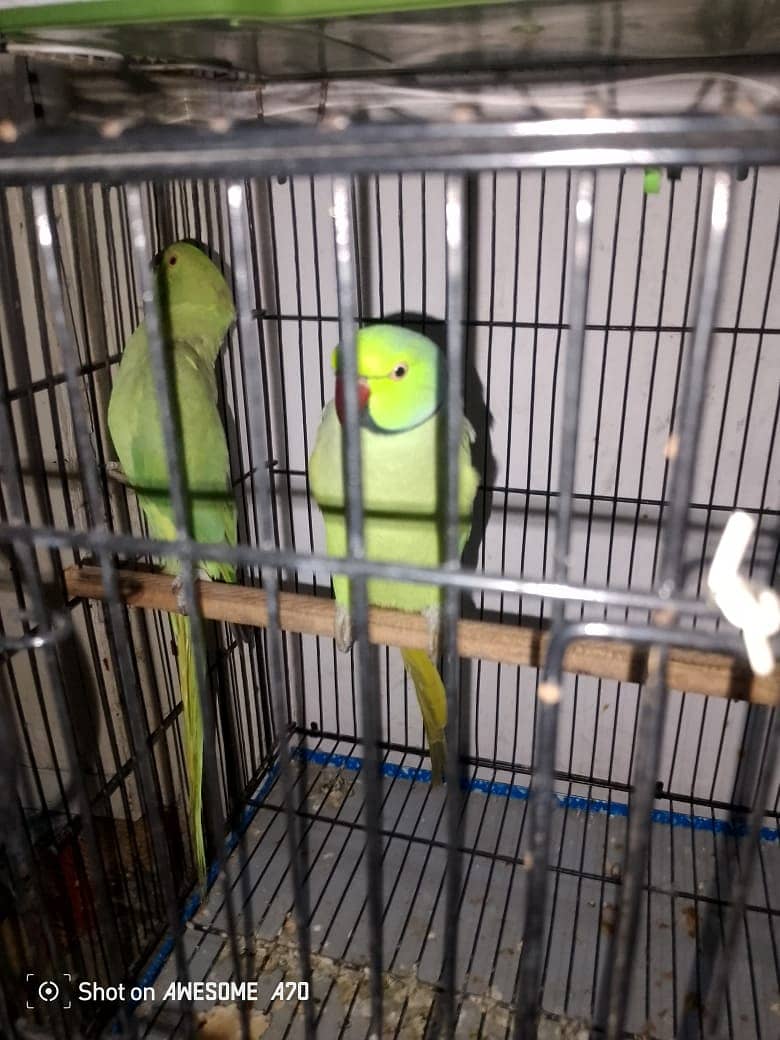 ring neck pair for sale with cage and kekkar box 2