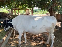 freezan cow for sell . . kot samaba chudary shuger mill rode par ha