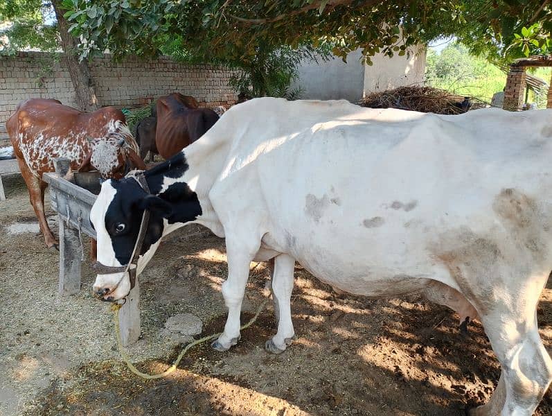 freezan cow for sell . . kot samaba chudary shuger mill rode par ha 1