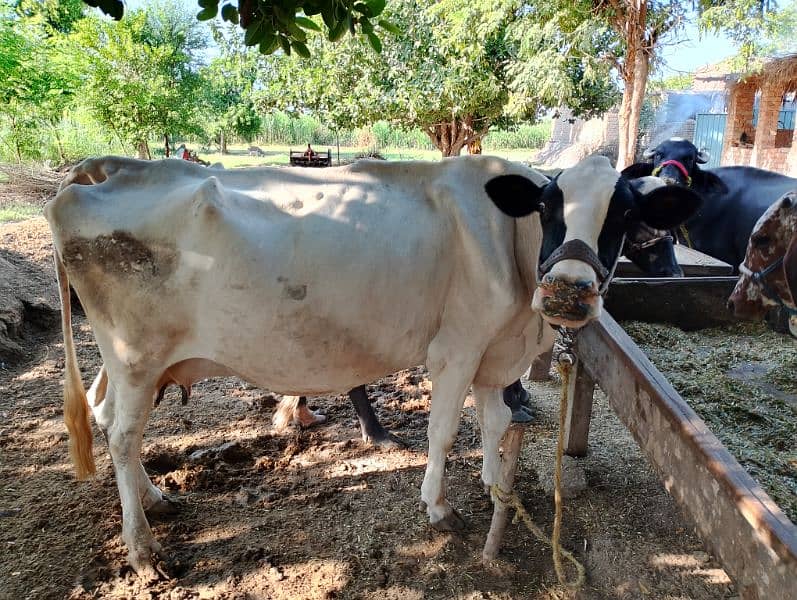 freezan cow for sell . . kot samaba chudary shuger mill rode par ha 2