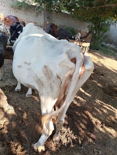 freezan cow for sell . . kot samaba chudary shuger mill rode par ha 3