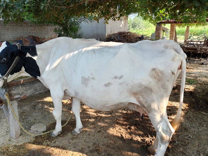 freezan cow for sell . . kot samaba chudary shuger mill rode par ha 4