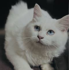 Persian cat white color triple coated female cat