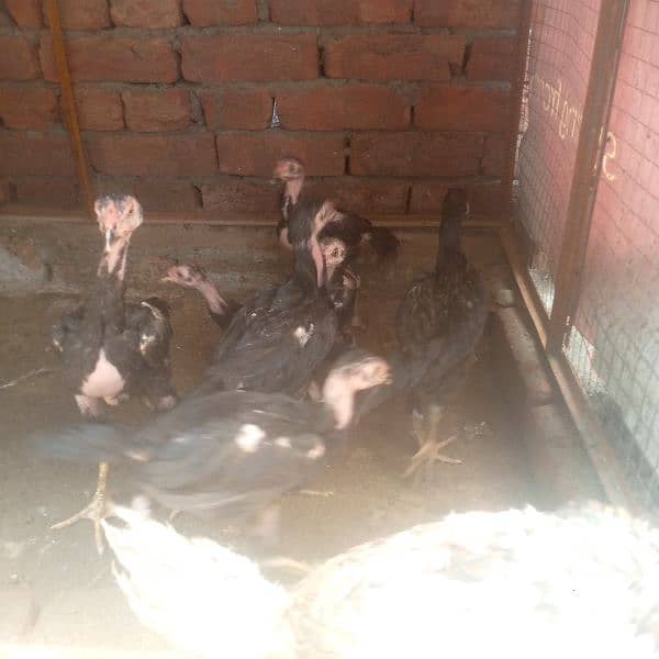 good quality Shamu chicks age 3 month 10000 rupees 5