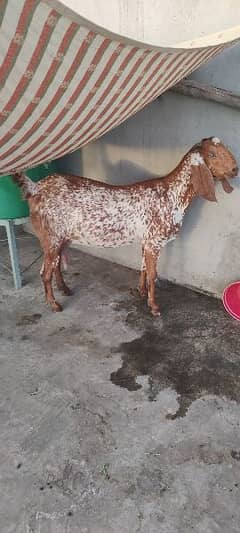 Desi path bakri for sale