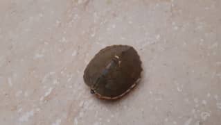 small turtle