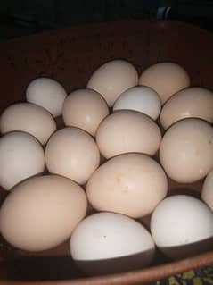 desi organic eggs