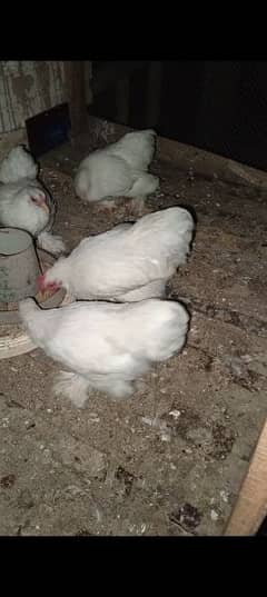 bantam chicks