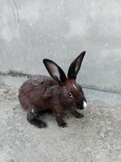 black rabbit male age 7 months