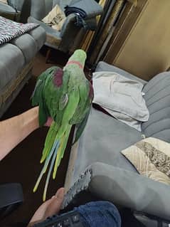 Talking Raw parrot urgent for sale