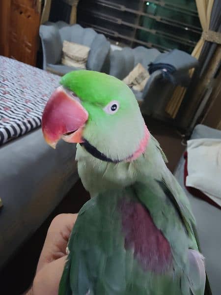 Talking Raw parrot urgent for sale 1