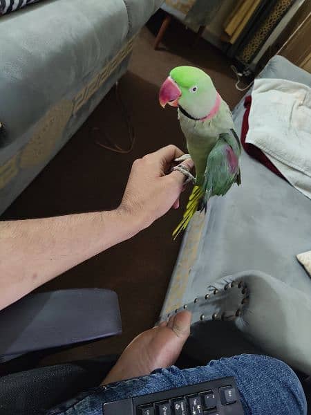 Talking Raw parrot urgent for sale 2