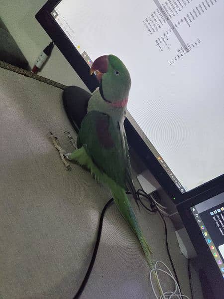 Talking Raw parrot urgent for sale 3