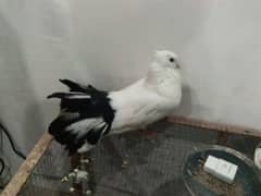 pigeon for sale, black tail