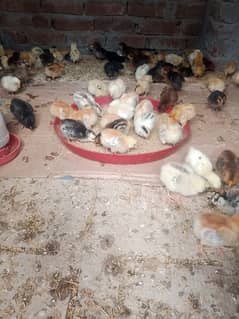 Desi golden misri chicks for sale healthy and active