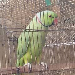 Parrot for sale