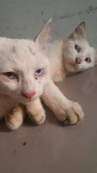 fluffy Persian pair of Cats/ tripple coated/ for sale 2