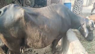 buffalo for sale